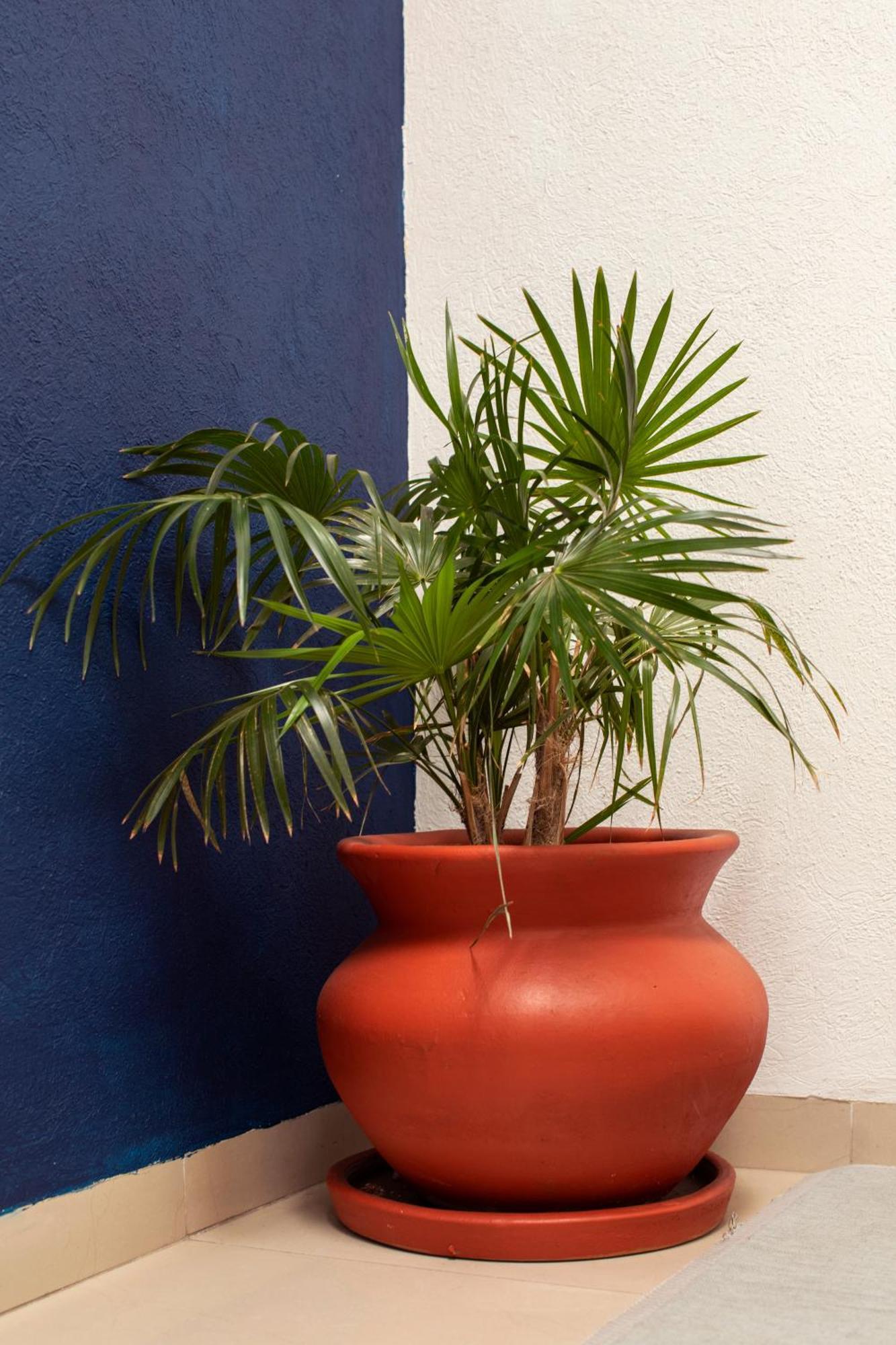 Casa Hidalgo En El Corazon De Coyoacan Мехіко Екстер'єр фото
